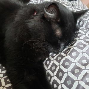 Meet your Posher, Anne